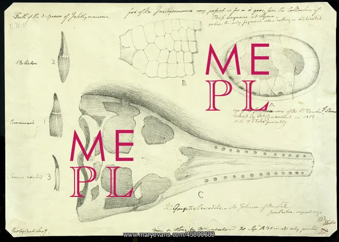 : Crocodile skull with eye, paddle and teeth of ichthyosauri : Crocodile skull with eye, paddle and teeth of ichthyosauri