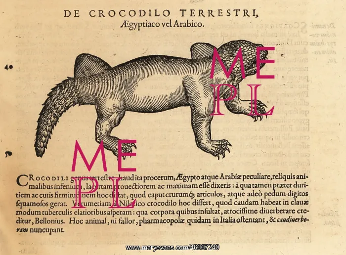 : Crocodile species, possibly the mugger crocodile : Crocodile species, possibly the mugger crocodile