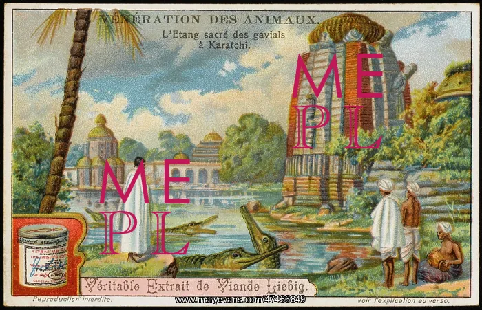 : CROCODILE WORSHIP : CROCODILE WORSHIP