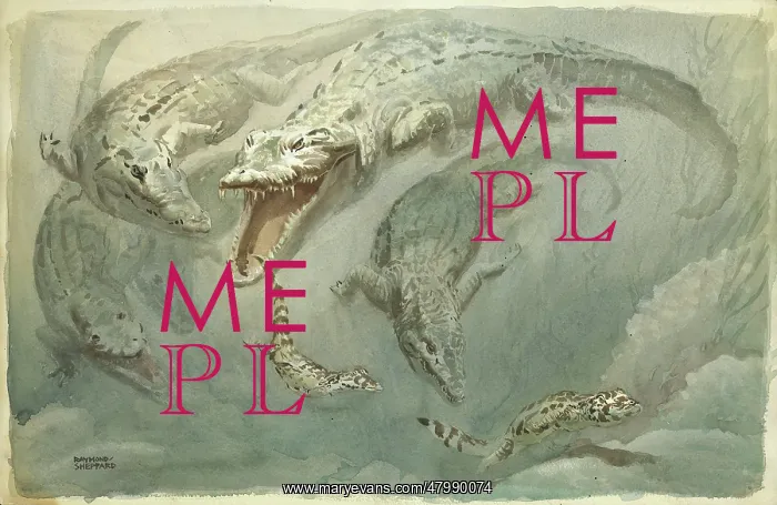  : Crocodiles Swimming