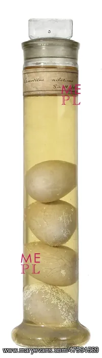 : Crocodilus niloticus, Nile crocodile eggs : Crocodilus niloticus, Nile crocodile eggs