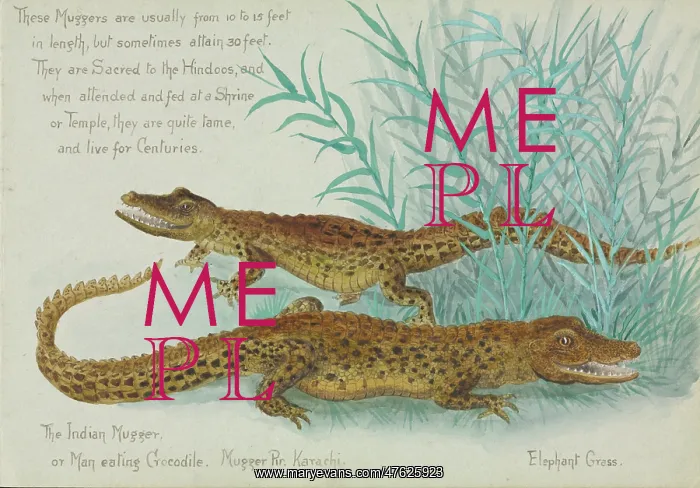 : Crocodylus palnotis, Muggers : Crocodylus palnotis, Muggers