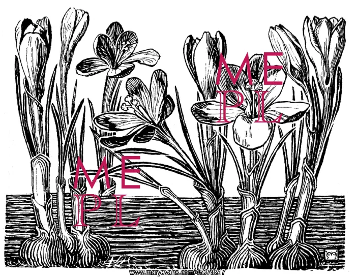 : Crocus. Studies in plant form with suggestions for their application to design : Crocus. Studies in plant form with suggestions for their application to design