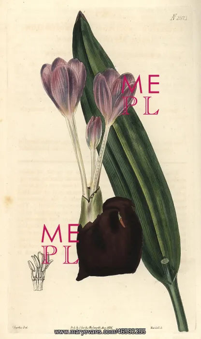 : Crocus-flowered meadow-saffron Colchicum crociflorum : Crocus-flowered meadow-saffron Colchicum crociflorum