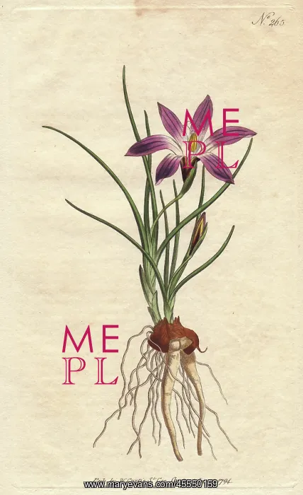 : Crocus-leav'd ixia with purple flowers, native : Crocus-leav'd ixia with purple flowers, native
