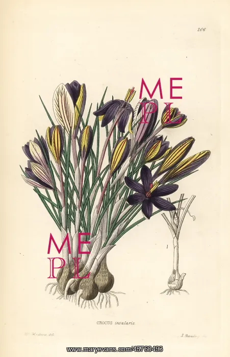 : Crocus minimus : Crocus minimus
