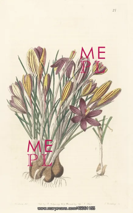 : Crocus minimus : Crocus minimus