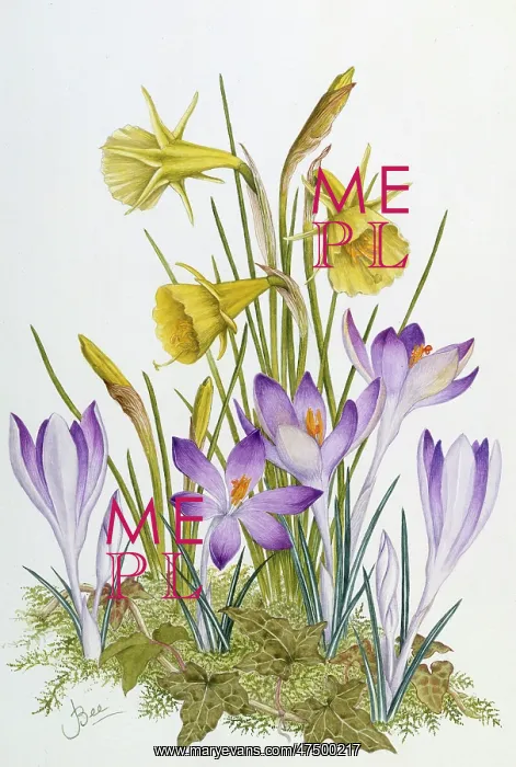 : Crocus and Narcissus ' with ivy : Crocus and Narcissus ' with ivy