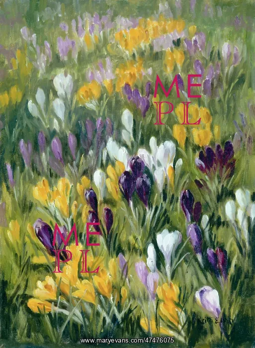 : Crocus Patch ? yellow, mauve and white : Crocus Patch ? yellow, mauve and white