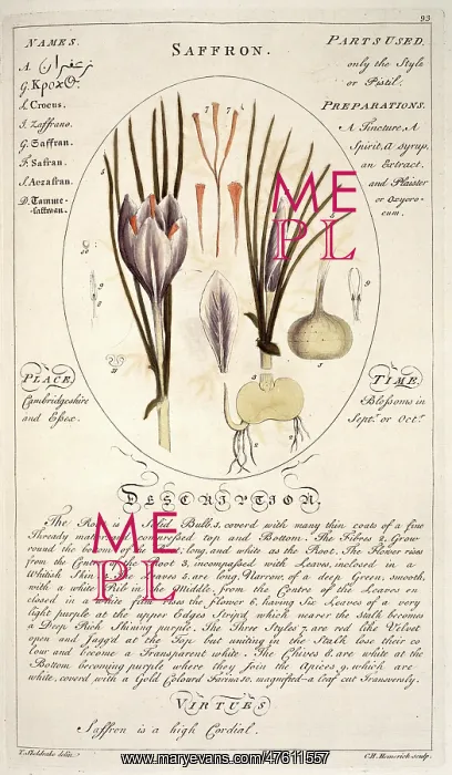 : Crocus sativa, saffron : Crocus sativa, saffron