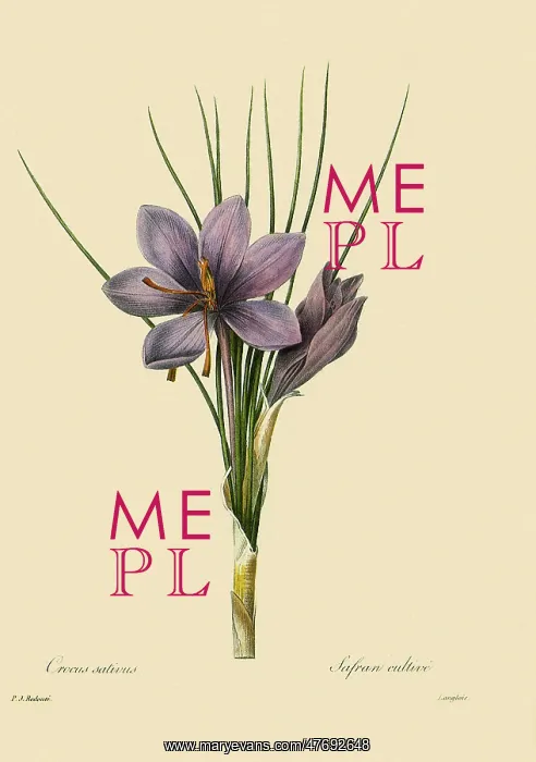 : Crocus sativus