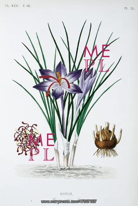 : Crocus sativus, saffron : Crocus sativus, saffron