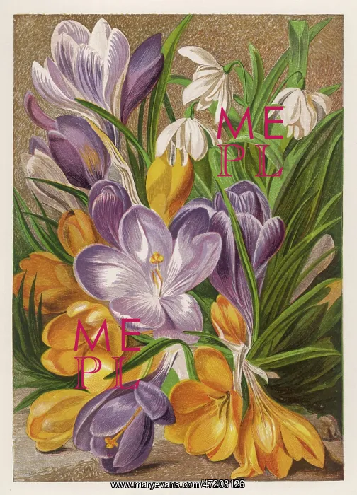 : CROCUS AND SNOWDROPS : CROCUS AND SNOWDROPS