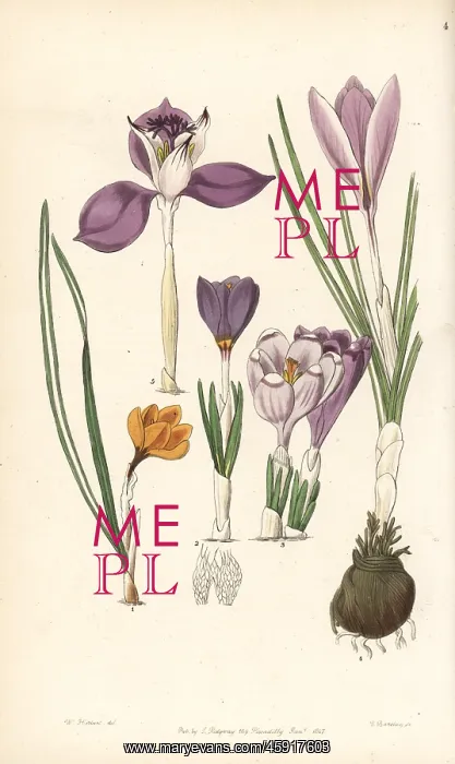 : Crocus varieties : Crocus varieties