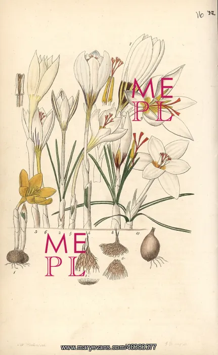 : Crocus varieties : Crocus varieties