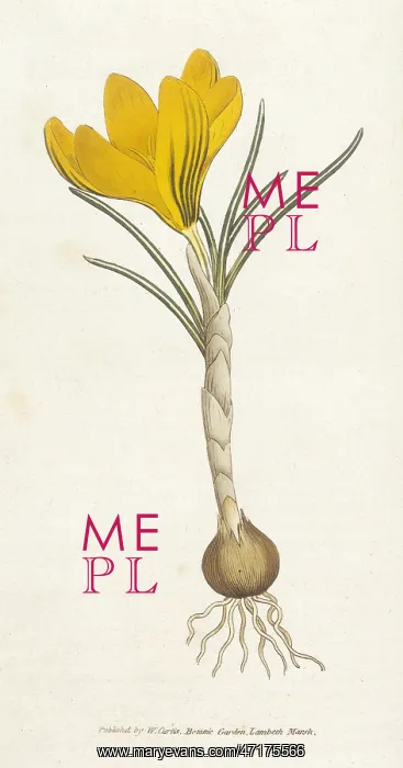 : Crocus Vernus or Spring Crocus : Crocus Vernus or Spring Crocus