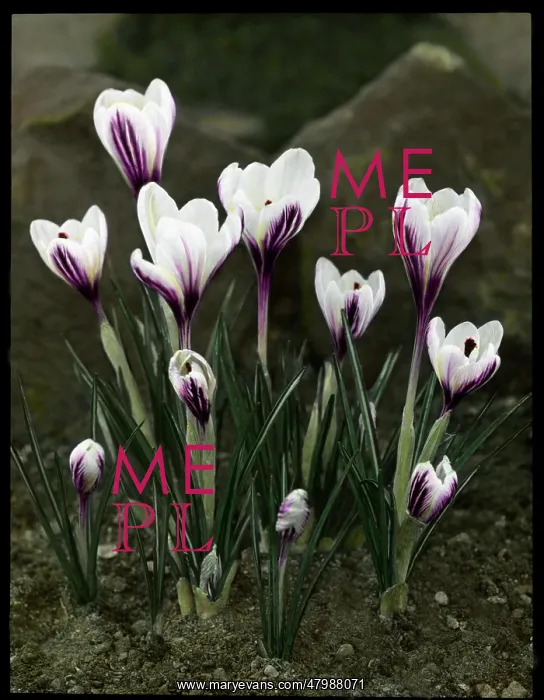 : Crocus Versicolor : Crocus Versicolor