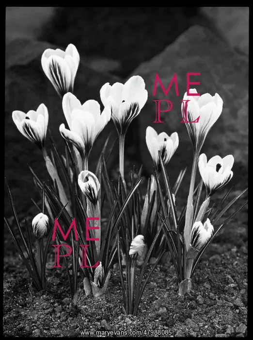 : Crocus Versicolor : Crocus Versicolor