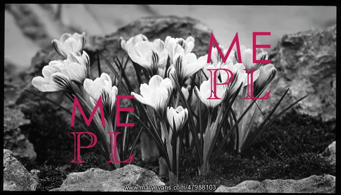 : Crocus Versicolor in a rockery : Crocus Versicolor in a rockery