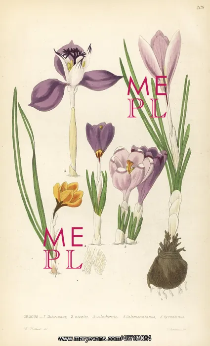 : Crocuses, Croci : Crocuses, Croci