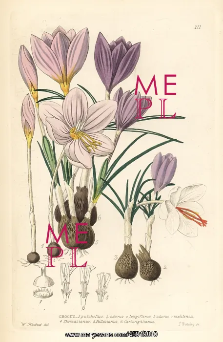 : Crocuses, Croci : Crocuses, Croci