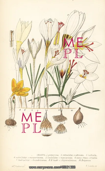 : Crocuses, Croci : Crocuses, Croci