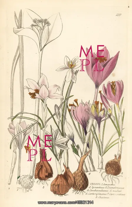  : Crocuses, Croci