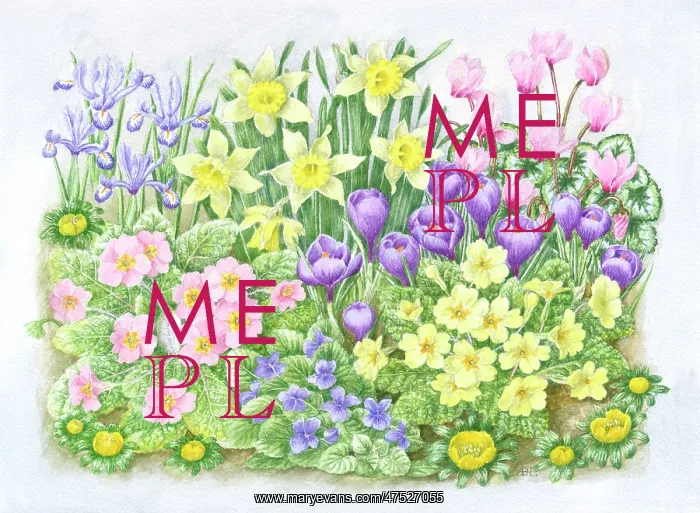 : Crocuses, Cyclamen, Irises, Violets etc : Crocuses, Cyclamen, Irises, Violets etc