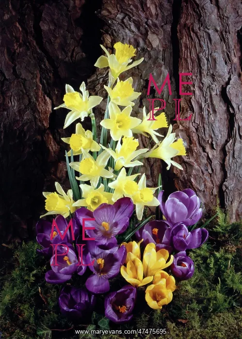  : Crocuses and Daffodils in front of tree trunk