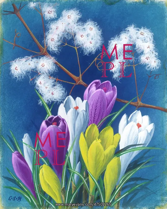 : Crocuses and Old Mans Beard : Crocuses and Old Mans Beard