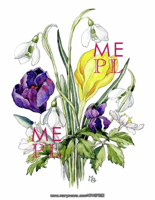 : Crocuses, snowdrops and anemones