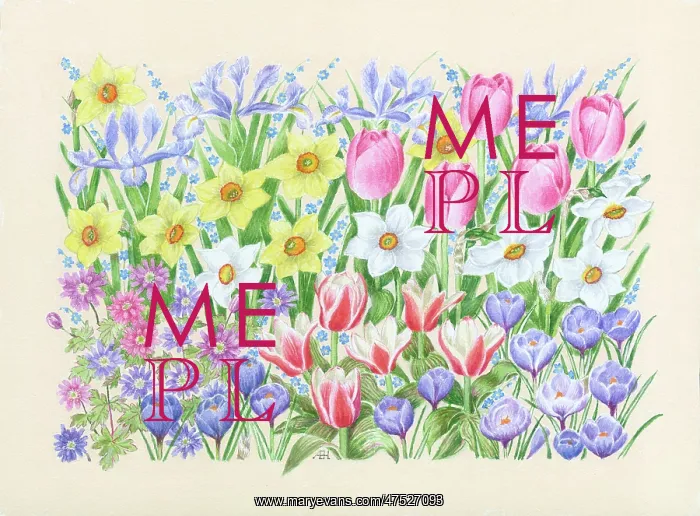 : Crocuses, Tulips, Narcissi, Irises etc : Crocuses, Tulips, Narcissi, Irises etc