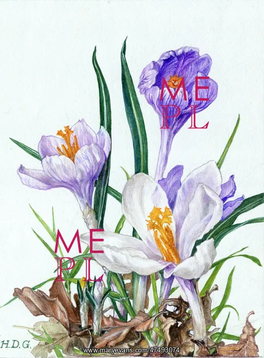 : Crocuses ' three white and purple crocuses : Crocuses ' three white and purple crocuses
