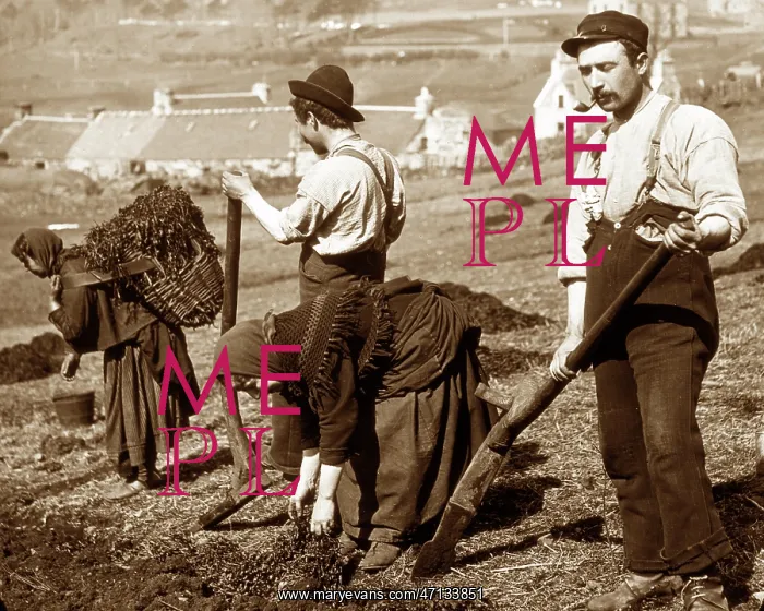 : Crofters cutting peat on the west coast of Scotland : Crofters cutting peat on the west coast of Scotland
