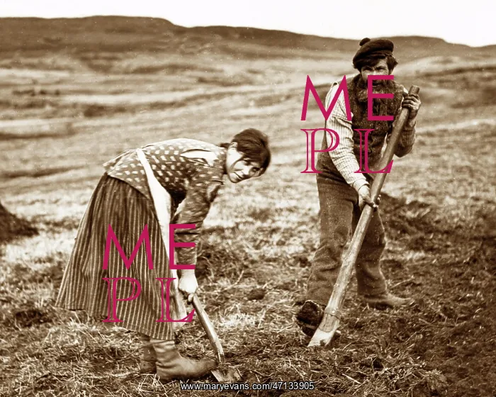 : Crofters cutting peat on the west coast of Scotland : Crofters cutting peat on the west coast of Scotland