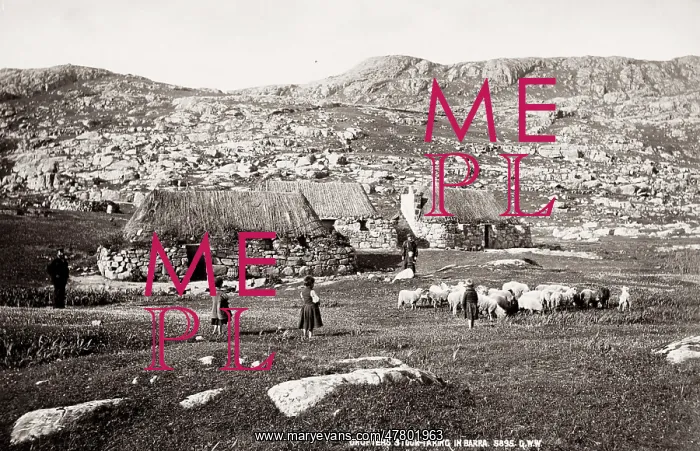 : Crofters with sheep, Barra, Outer Hebrides, Scotland : Crofters with sheep, Barra, Outer Hebrides, Scotland