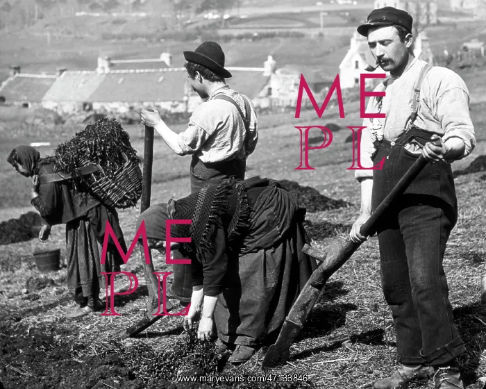  : Crofters using a cas chrom to dig peat Victorian period