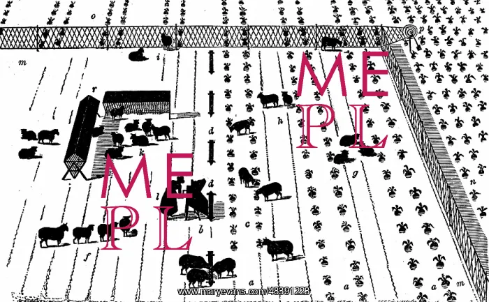 : Crop Rotation: Sheep on a break of turnips. In : Crop Rotation: Sheep on a break of turnips. In