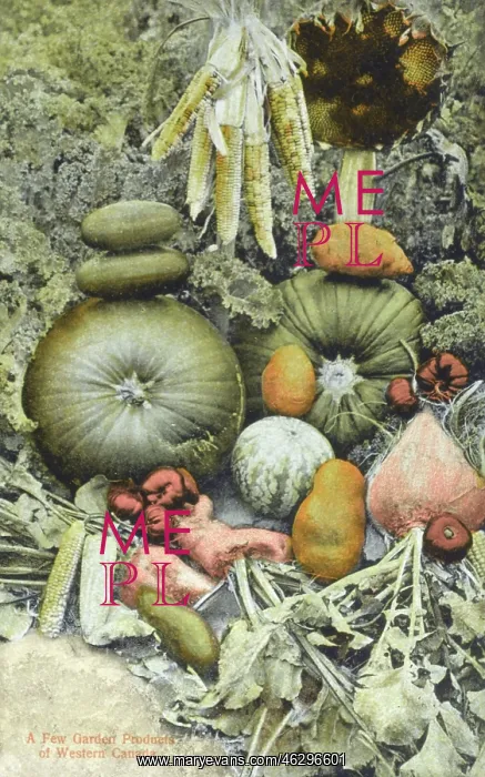  : A crop of vegetables - Western Canada