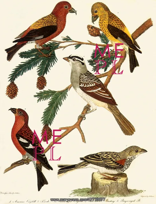  : Cross-bills on a Hemlock Branch