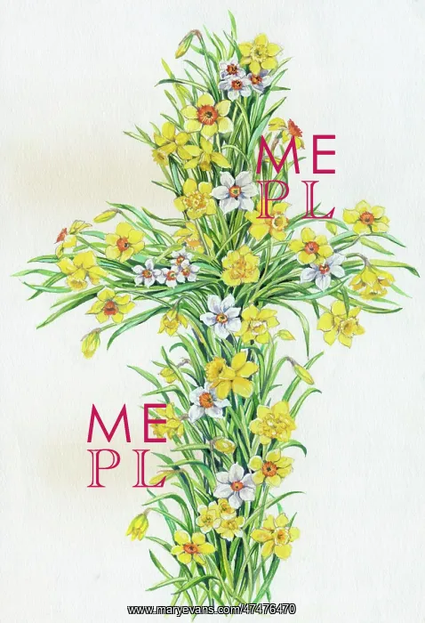  : Cross of Daffodils and Narcissi