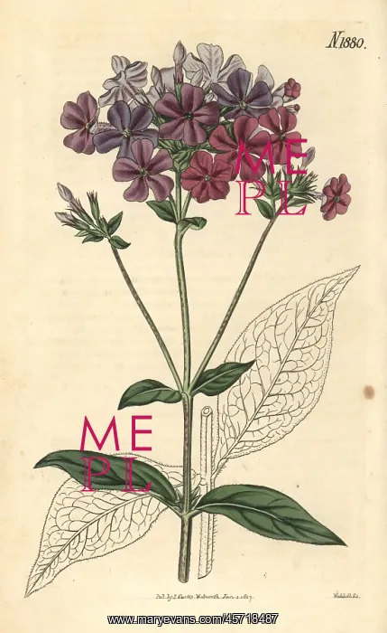 : Cross-leaved phlox or lychnidea, Phlox acuminata : Cross-leaved phlox or lychnidea, Phlox acuminata
