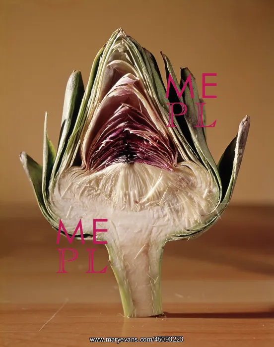  : Cross Section of Artichoke
