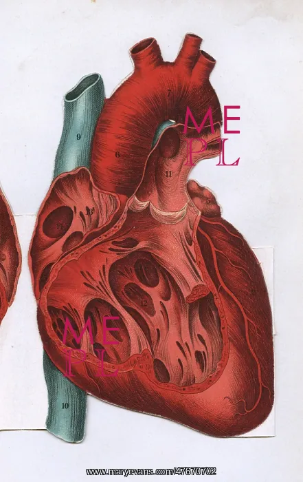 : Cross section of a heart : Cross section of a heart