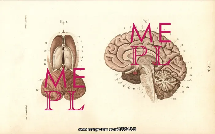 : Cross sections through the brain : Cross sections through the brain