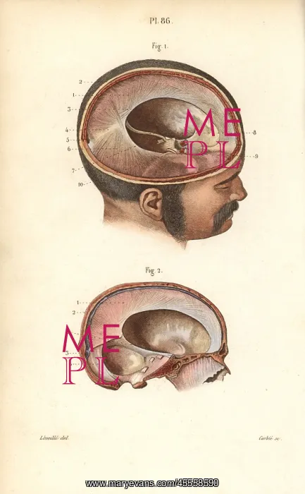 : Cross sections through the skull : Cross sections through the skull