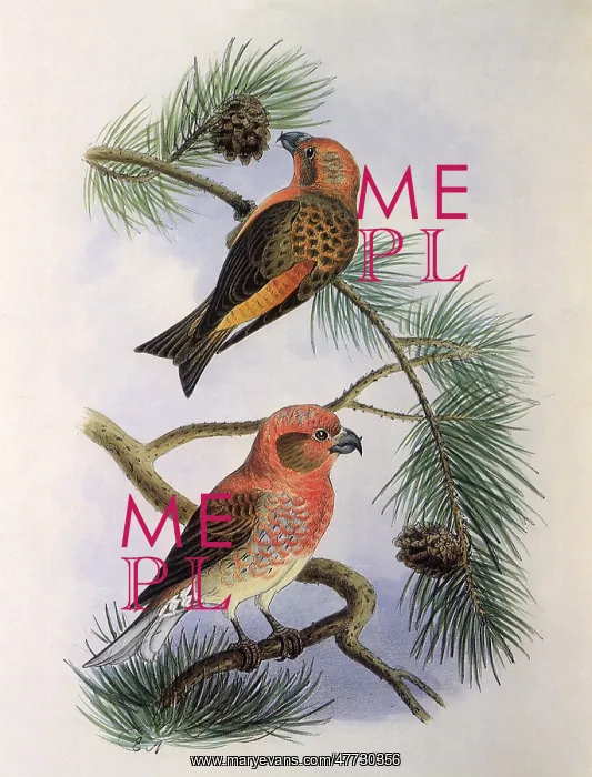  : Crossbill, Loxia curvirostris