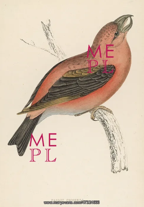 : CROSSBILL (MORRIS) : CROSSBILL (MORRIS)