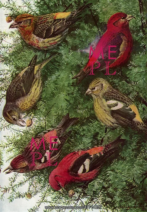  : Crossbills Feeding