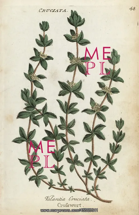: Crosswort, Cruciata laevipes : Crosswort, Cruciata laevipes